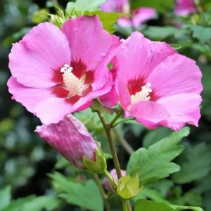 Pink Rose of Sharon Live Plant - Hardy Althea Shrub, 2 Bare Roots 6-12 Inches Tall, Outdoor Flowering Hibiscus - Image 6