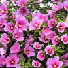 Pink Rose of Sharon Live Plant - Hardy Althea Shrub, 2 Bare Roots 6-12 Inches Tall, Outdoor Flowering Hibiscus - Image 1