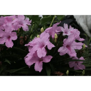 Pink Ruellia Live Starter Plants - Mexican Petunia, 2 Pack, 4-9 Inch Tall - Image 3