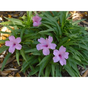 Pink Ruellia Live Starter Plants - Mexican Petunia, 2 Pack, 4-9 Inch Tall - Image 6