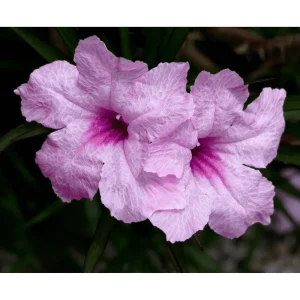 Pink Ruellia Live Starter Plants - Mexican Petunia, 2 Pack, 4-9 Inch Tall - Image 7