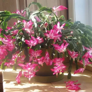 Pink Thanksgiving Cactus Live Plant – 4 Inch Potted – 8 Inch Tall – Indoor Succulent - Image 10