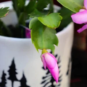 Pink Thanksgiving Cactus Live Plant – 4 Inch Potted – 8 Inch Tall – Indoor Succulent - Image 2