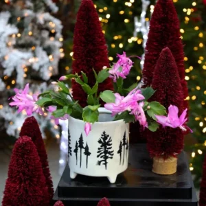 Pink Thanksgiving Cactus Live Plant – 4 Inch Potted – 8 Inch Tall – Indoor Succulent - Image 1