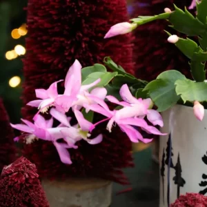 Pink Thanksgiving Cactus Live Plant – 4 Inch Potted – 8 Inch Tall – Indoor Succulent - Image 3