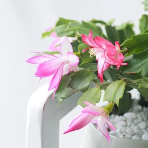 Pink Thanksgiving Cactus Live Plant – 4 Inch Potted – 8 Inch Tall – Indoor Succulent - Image 4