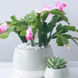 Pink Thanksgiving Cactus Live Plant – 4 Inch Potted – 8 Inch Tall – Indoor Succulent - Image 5