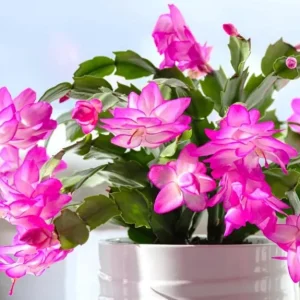Pink Thanksgiving Cactus Live Plant – 4 Inch Potted – 8 Inch Tall – Indoor Succulent - Image 6