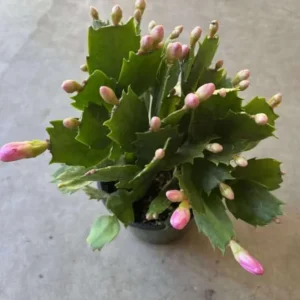 Pink Thanksgiving Cactus Live Plant – 4 Inch Potted – 8 Inch Tall – Indoor Succulent - Image 7