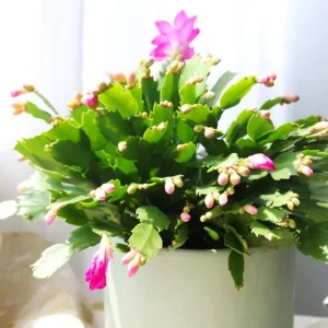 Pink Thanksgiving Cactus Live Plant – 4 Inch Potted – 8 Inch Tall – Indoor Succulent - Image 8