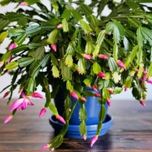 Pink Thanksgiving Cactus Live Plant – 4 Inch Potted – 8 Inch Tall – Indoor Succulent - Image 9