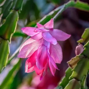 Pink Thanksgiving Cactus Live Plant – 6 Inch Pot – 8 Inch Tall Holiday Succulent - Image 2