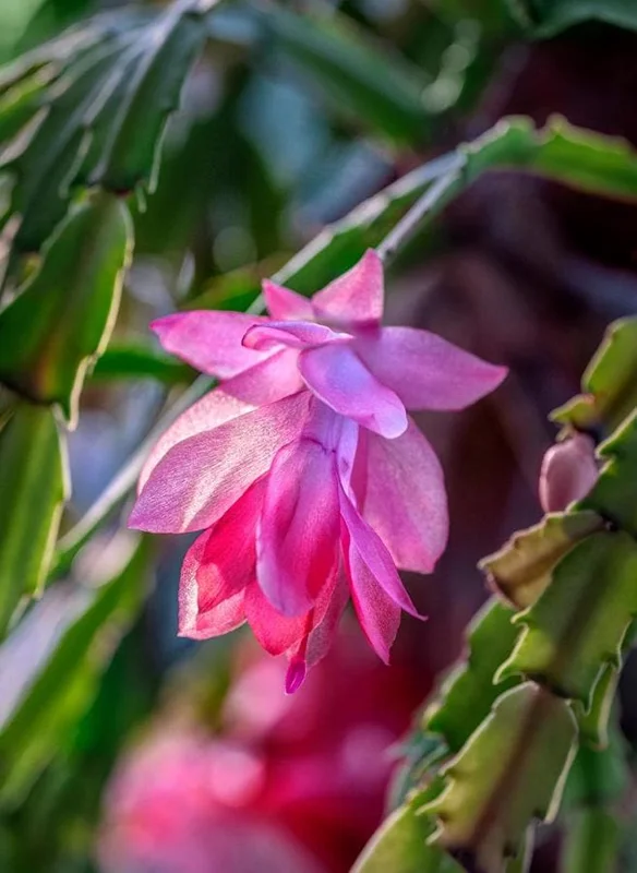 Pink Thanksgiving Cactus Live Plant – 6 Inch Pot – 8 Inch Tall Holiday Succulent - Image 2