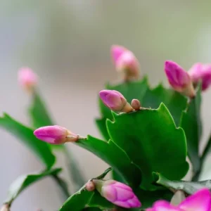 Pink Thanksgiving Cactus Live Plant – 6 Inch Pot – 8 Inch Tall Holiday Succulent - Image 3