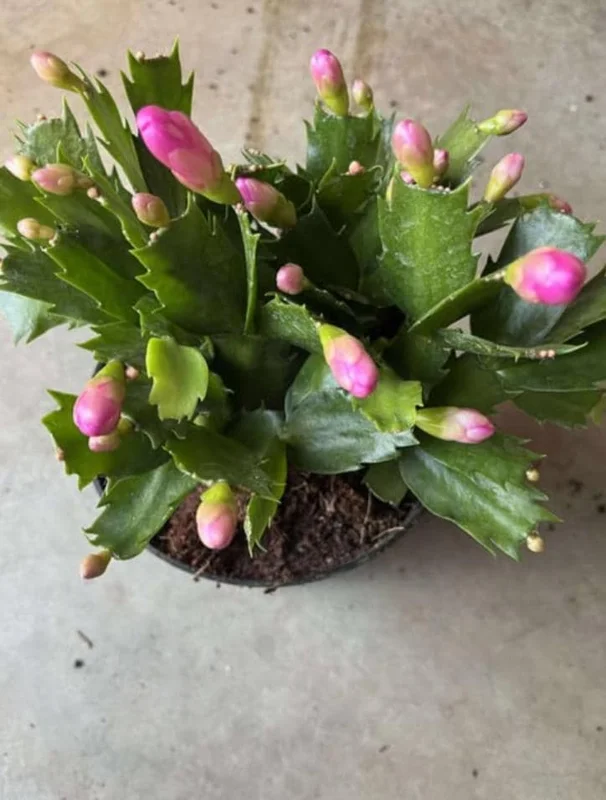 Pink Thanksgiving Cactus Live Plant – 6 Inch Pot – 8 Inch Tall Holiday Succulent - Image 4