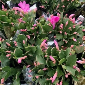 Pink Thanksgiving Cactus Live Plant – 6 Inch Pot – 8 Inch Tall Holiday Succulent - Image 5