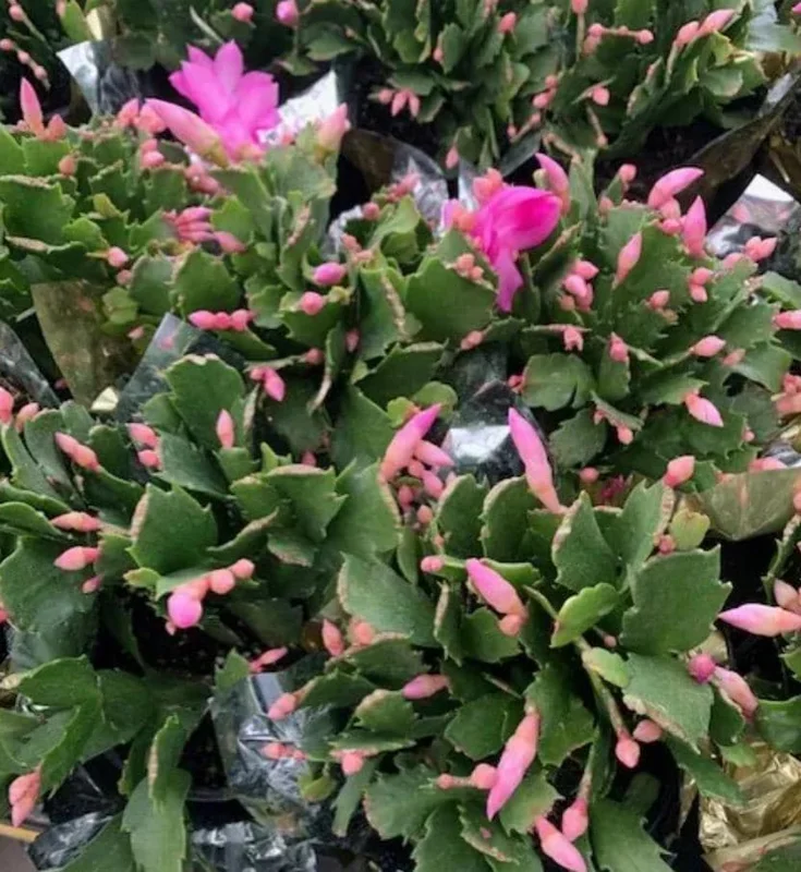 Pink Thanksgiving Cactus Live Plant – 6 Inch Pot – 8 Inch Tall Holiday Succulent - Image 5