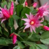 Pink Thanksgiving Cactus Live Plant – 6 Inch Pot – 8 Inch Tall Holiday Succulent - Image 1