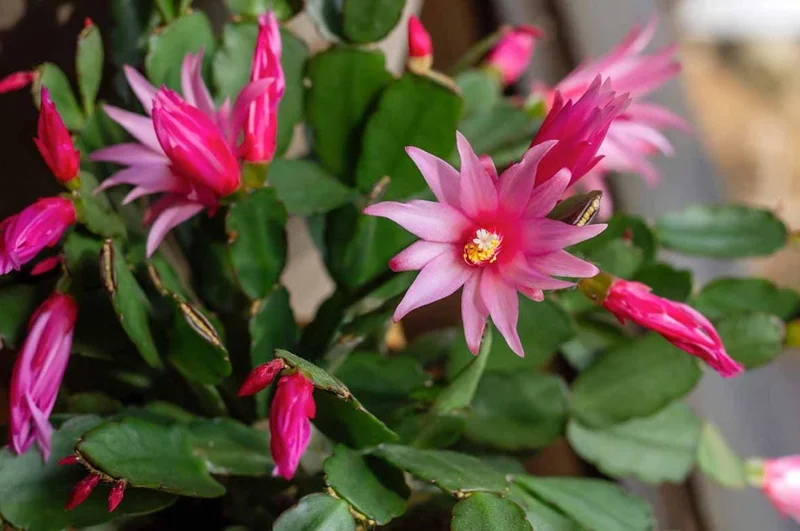 Pink Thanksgiving Cactus Live Plant – 6 Inch Pot – 8 Inch Tall Holiday Succulent - Image 1