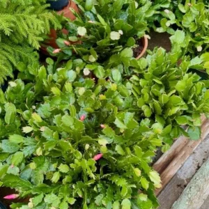 Pink Thanksgiving Cactus Live Plant – 6 Inch Pot – 8 Inch Tall Holiday Succulent - Image 6