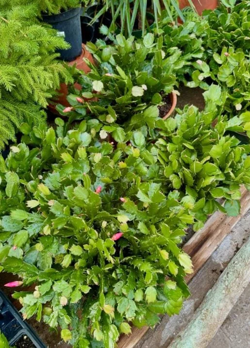 Pink Thanksgiving Cactus Live Plant – 6 Inch Pot – 8 Inch Tall Holiday Succulent - Image 6