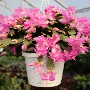 Pink Thanksgiving Cactus Live Plant – 6 Inch Pot – 8 Inch Tall Holiday Succulent - Image 7