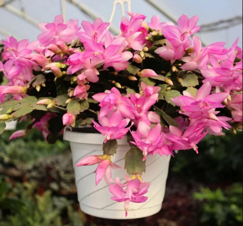 Pink Thanksgiving Cactus Live Plant – 6 Inch Pot – 8 Inch Tall Holiday Succulent - Image 7