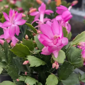 Pink Thanksgiving Cactus Live Plant – 7