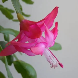 Pink Thanksgiving Cactus Live Plant – 7