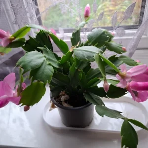 Pink Thanksgiving Cactus Live Plant – 7