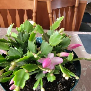 Pink Thanksgiving Cactus Live Plant – 7
