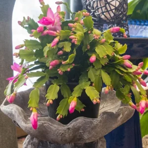 Pink Thanksgiving Cactus Live Plant – 7
