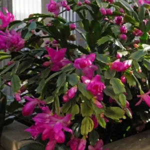 Pink Thanksgiving Cactus Live Plant – 7