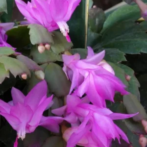 Pink Thanksgiving Cactus Live Plant – 7