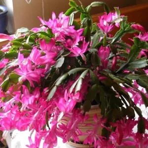Pink Thanksgiving Cactus Live Plant – 7