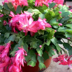 Pink Thanksgiving Cactus Live Plant – 7