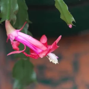 Pink Thanksgiving Cactus Live Plant – Holiday Succulent – 7 Inch Tall in 2 Inch Pot - Image 2