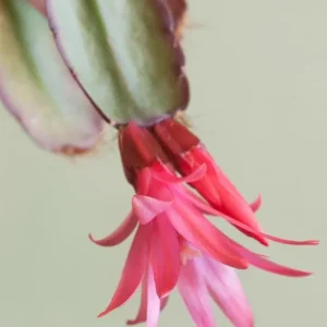 Pink Thanksgiving Cactus Live Plant – Holiday Succulent – 7 Inch Tall in 2 Inch Pot - Image 3