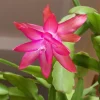 Pink Thanksgiving Cactus Live Plant – Holiday Succulent – 7 Inch Tall in 2 Inch Pot - Image 1