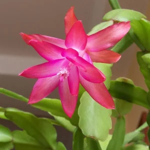 Pink Thanksgiving Cactus Live Plant – Holiday Succulent – 7 Inch Tall in 2 Inch Pot - Image 1