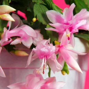 Pink Thanksgiving Cactus Live Plant – Holiday Succulent – 7 Inch Tall in 2 Inch Pot - Image 4