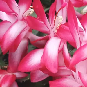 Pink Thanksgiving Cactus Live Plant – Holiday Succulent – 7 Inch Tall in 2 Inch Pot - Image 5