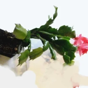 Pink Thanksgiving Cactus Live Plant – Holiday Succulent – 7 Inch Tall in 2 Inch Pot - Image 6