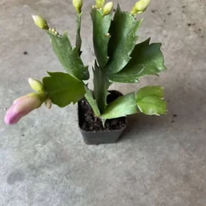 Pink Thanksgiving Cactus Live Plant – Holiday Succulent – 7 Inch Tall in 2 Inch Pot - Image 7