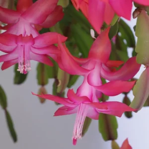 Pink Thanksgiving Cactus Live Plant – Zygocactus – 4