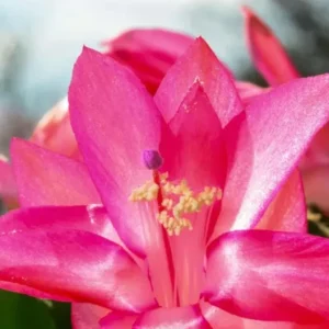 Pink Thanksgiving Cactus Live Plant – Zygocactus – 4