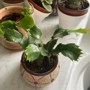 Pink Thanksgiving Cactus Live Plant – Zygocactus – 4