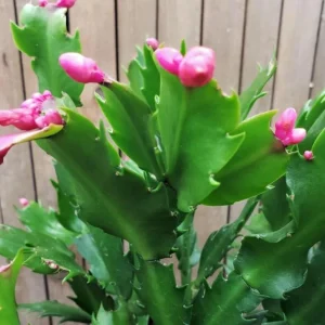 Pink Thanksgiving Cactus Live Plant – Zygocactus – 4