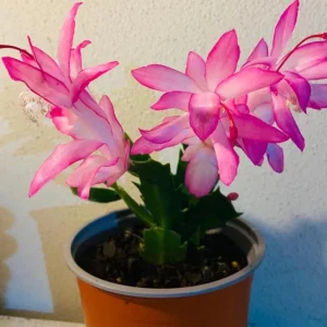 Pink Thanksgiving Cactus Live Plant – Zygocactus – 4