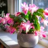 Pink Thanksgiving Cactus Live Plant – Zygocactus – 4" Pot – Indoor Blooming Succulent - Image 1